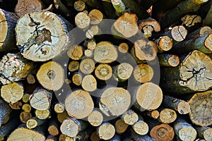 Sawn tree trunks lie in a large pile. Timber harvesting