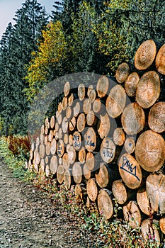 Sawn tree trunks lie stacked on the ground in the forest at logging sites, ready for transportation