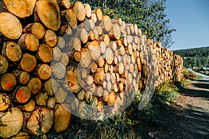 Sawn tree trunks lie stacked on the ground in the forest at logging sites, ready for transportation