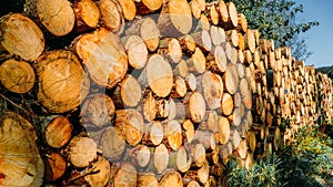 Sawn tree trunks lie stacked on the ground in the forest at logging sites, ready for transportation