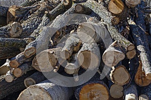 Sawn tree trunks lie in a large pile. Timber harvesting