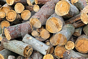 Sawn trunks of a pine