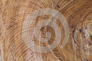 Sawn wood texture as background