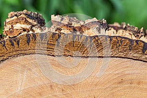 Sawn wood texture as background