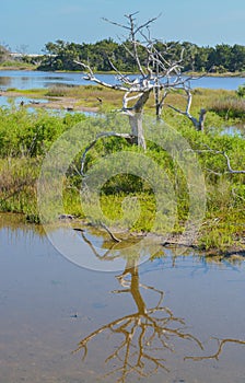 Sawpit Creek at Big Talbot State Park, Jacksonville, Duval County, Florida USA photo