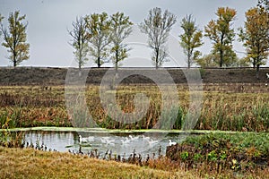 Pack of gooses swimming in Comana delta