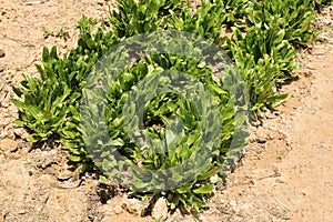 Sawtooth Coriander, Eryngium foetidum.