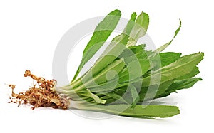 Sawtooth Coriander isolated on white background