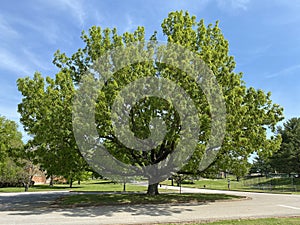 Tree Identification. Tree Size. Sawtooth Oak. Quercus acutissima