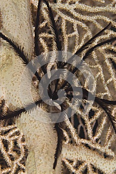 Sawtoothed feather star