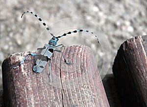 Sawyer beetle - Rosalia alpina