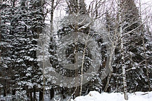 Sax-Zim Bog in Winter  812541