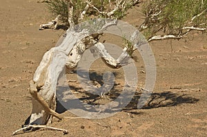The saxaul tree growing in the sand of Gobi Desert in Mongolia