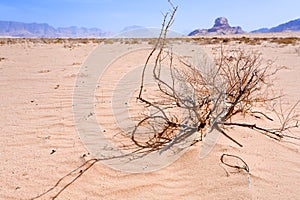 Saxaul and view Sphinx rock in Wadi Rum desert