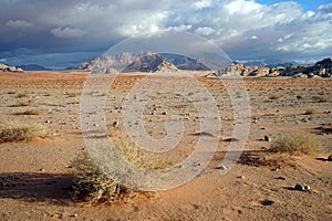 Saxaul in Wadi Rum desert