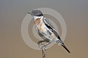 Saxicola caprata, pied bushchat on a branch, Bardia, Nepal