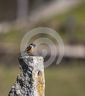 Saxicola rubicola Cartaxo comum a beautiful songbird in a field rock, Braga, Minho. photo