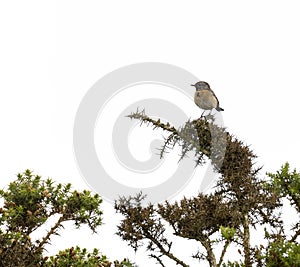 Saxicola rubicola Cartaxo-comum female songbird at spring in Braga. photo