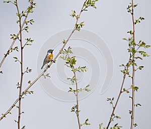 Saxicola rubicola Cartaxo-comum male songbird at spring in Braga. photo