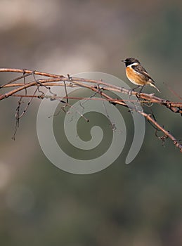 Saxicola rubicola Cartaxo-comum male songbird at winter in Braga. photo