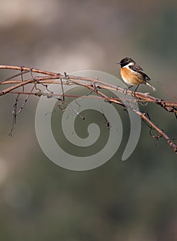 Saxicola rubicola Cartaxo-comum songbird at winter. photo