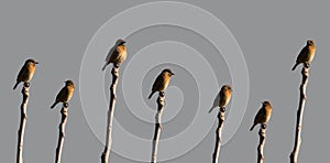 Saxicola rubicola Cartaxo-comum multiple shots of the same bird. photo
