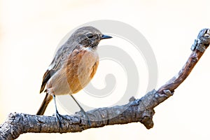 Saxicola rubicola or tarabilla comun perched on trunck photo