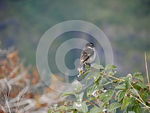 Saxicola tectes, or Tarier de la Reunion or reunion stonechat, endemic bird