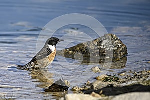 Saxicola torquatus - The African stone stone is a species of passerine bird in the Muscicapidae family.