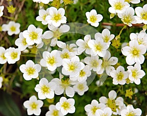 Saxifraga