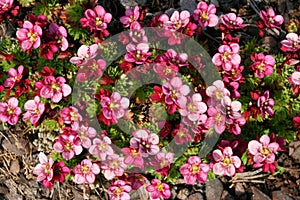 Saxifraga