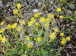 Saxifraga aizoides flower, also known as yellow mountain saxifrage or yellow saxifrage