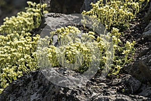 Saxifraga x apiculata Gregor Mendel