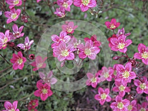 Saxifraga arendsii in bloom