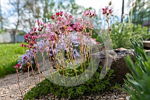 Saxifraga arendsii. Blooming saxifraga in rock garden. Rockery with small pretty pink flowers, nature background. photo