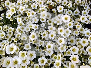 Saxifraga x arendsii `Limerock`