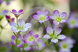 Saxifraga arendsii ornamental mountain flower, pink flowering small ground plant