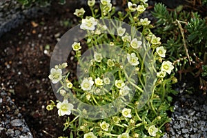 Saxifraga arendsii `Pixie White` in the garden in April. Berlin, Germany