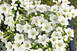 Saxifraga arendsii Schneeteppich flowers