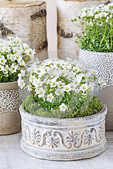 Saxifraga arendsii Schneeteppich flowers in ceramic pot
