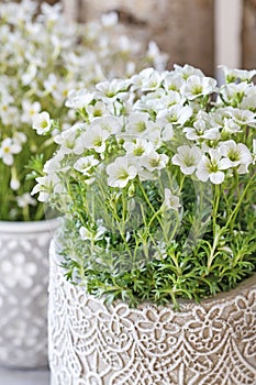 Saxifraga arendsii Schneeteppich flowers in ceramic pot