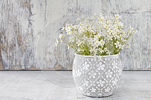 Saxifraga arendsii Schneeteppich flowers in ceramic pot