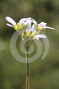 Saxifraga carpetana subsp. graeca - Wild plant shot in the spring.