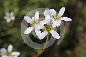 Saxifraga carpetana subsp. graeca - Wild plant shot in the spring.