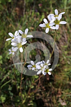 Saxifraga carpetana subsp. graeca - Wild plant shot in the spring.