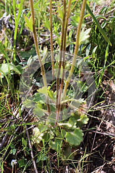 Saxifraga carpetana subsp. graeca - Wild plant shot in the spring.