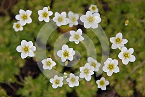 Saxifraga cesium, or setlista (Saxifraga caesia) photo