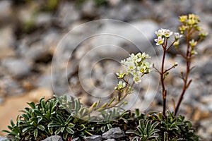 Saxifraga crustata flower growing in mountains, close up shoot