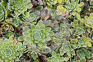 Saxifraga