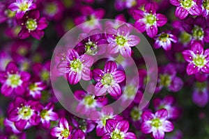 Saxifraga flower blooming in a garden, spring time.